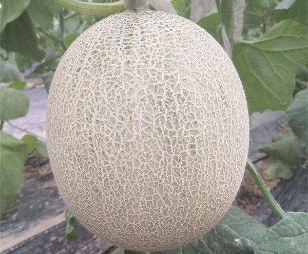 哈蜜瓜