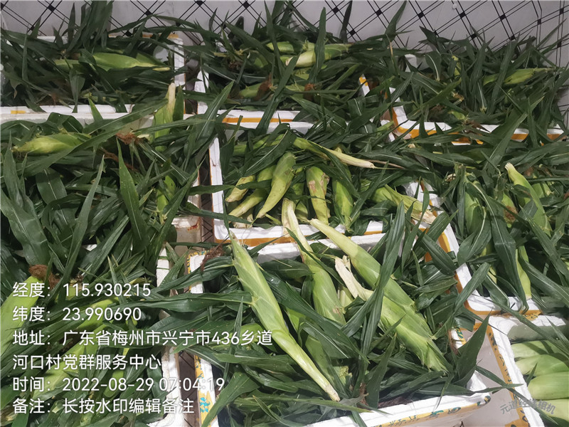 水果玉米