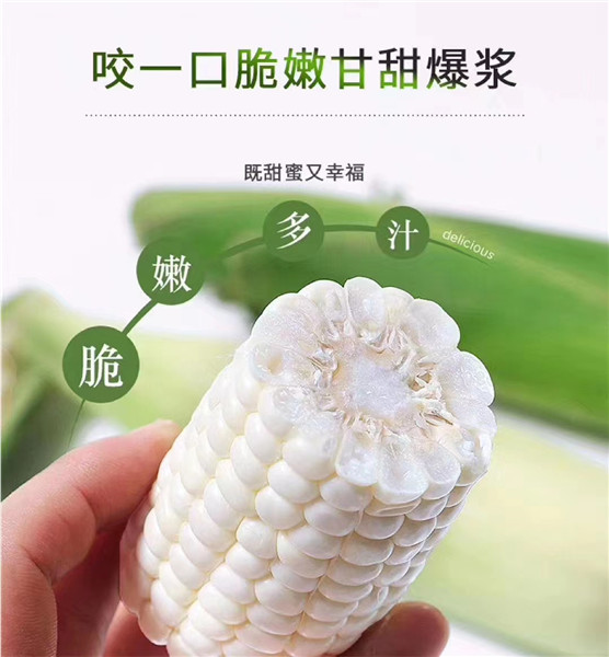 水果玉米