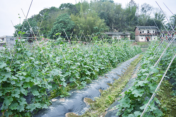 莲盛基地