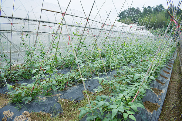 莲盛基地